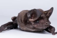 Homem-morcego do México quer salvar os "animais mais injustiçados da Terra"