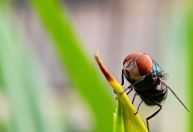 O que é mosca-da-bicheira, detectada pela 1ª vez em humanos nos EUA