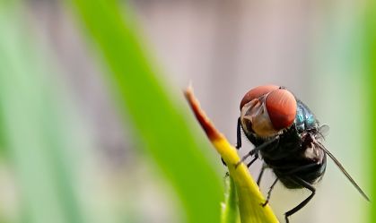 O que é mosca-da-bicheira, detectada pela 1ª vez em humanos nos EUA