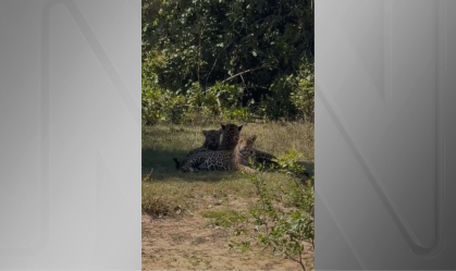 Vídeo: Onça-pintada com filhotes é observada no Pantanal de MT