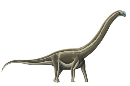 Fósseis com marcas de doença óssea eram de saurópodes, da mesma ordem do Tambatitanis