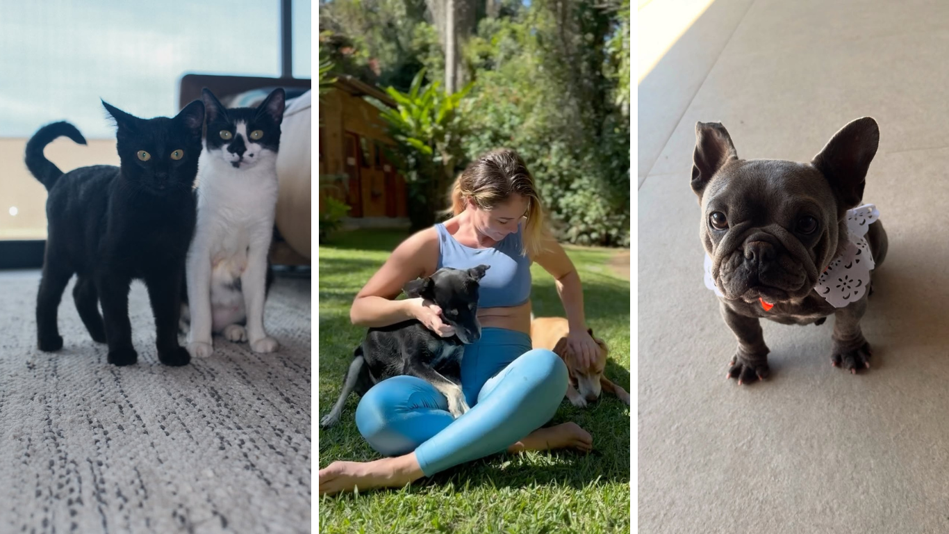 pets paolla oliveira