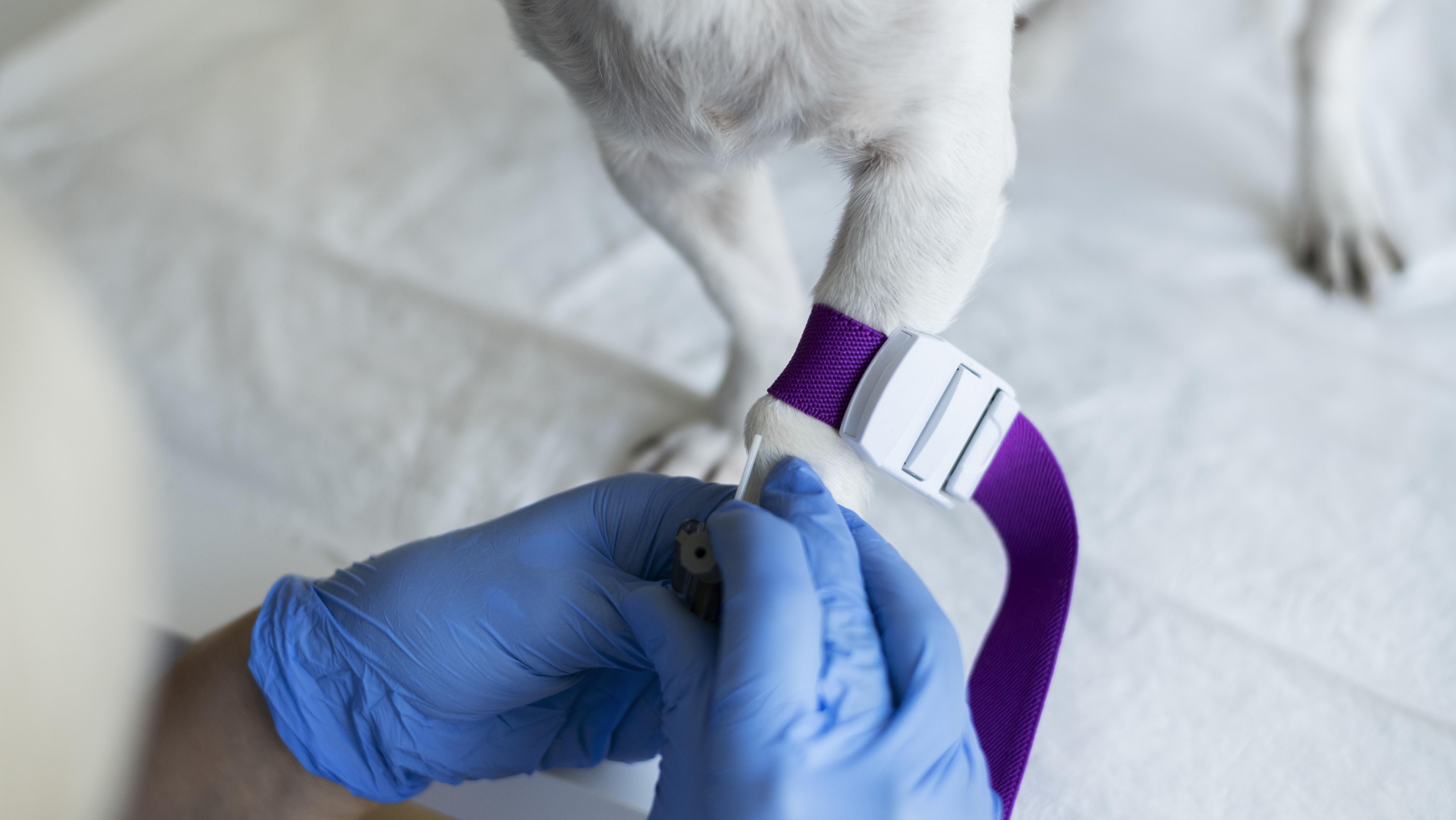 Veterinário dá dicas para cuidar de pets em quimioterapia