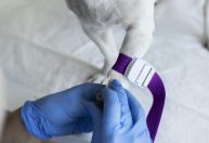Veja o que fazer e o que evitar se seu pet estiver fazendo quimioterapia