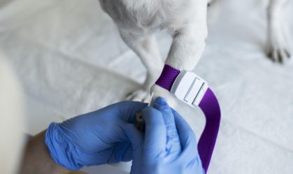 Veja o que fazer e o que evitar se seu pet estiver fazendo quimioterapia