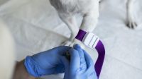Veja o que fazer e o que evitar se seu pet estiver fazendo quimioterapia