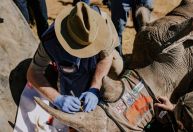 Cientistas usam radioatividade para proteger rinocerontes na África do Sul