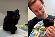 Gato-do-mato raro é encontrado em bairro de Santa Catarina