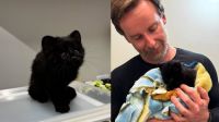 Gato-do-mato raro é encontrado em bairro de Santa Catarina