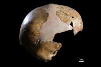 Cientistas revelam indícios inéditos de contato entre Neandertais e Sapiens