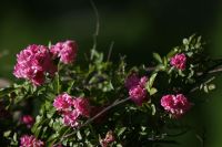 Conheça a flor de origem misteriosa que sobreviveu ao furacão Katrina