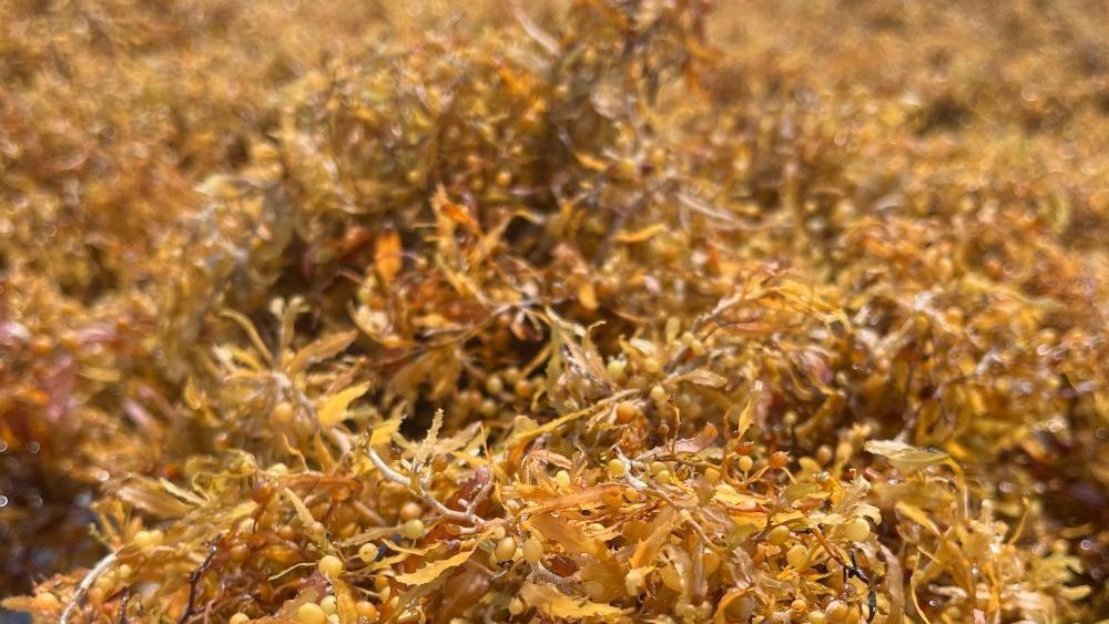 Algas marrons têm se deslocado em grandes quantidades para praias da região Norte brasileira, do Caribe e dos Estados Unidos