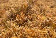 Pesquisadores aproveitam alga para fazer matéria-prima de construção civil