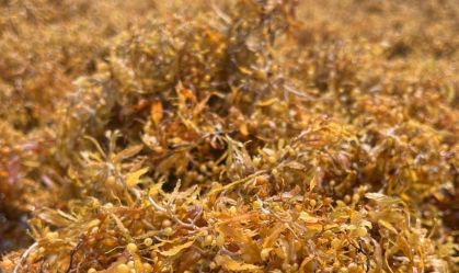 Pesquisadores aproveitam alga para fazer matéria-prima de construção civil