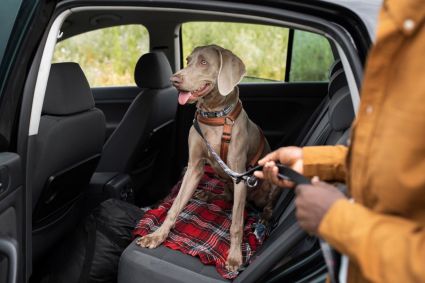Existem regras para transporte de animais dentro do carro