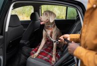 Como transportar seu pet em segurança dentro do carro; veja dicas