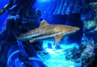 Oceano mais ácido pode afetar dentes dos tubarões, diz estudo