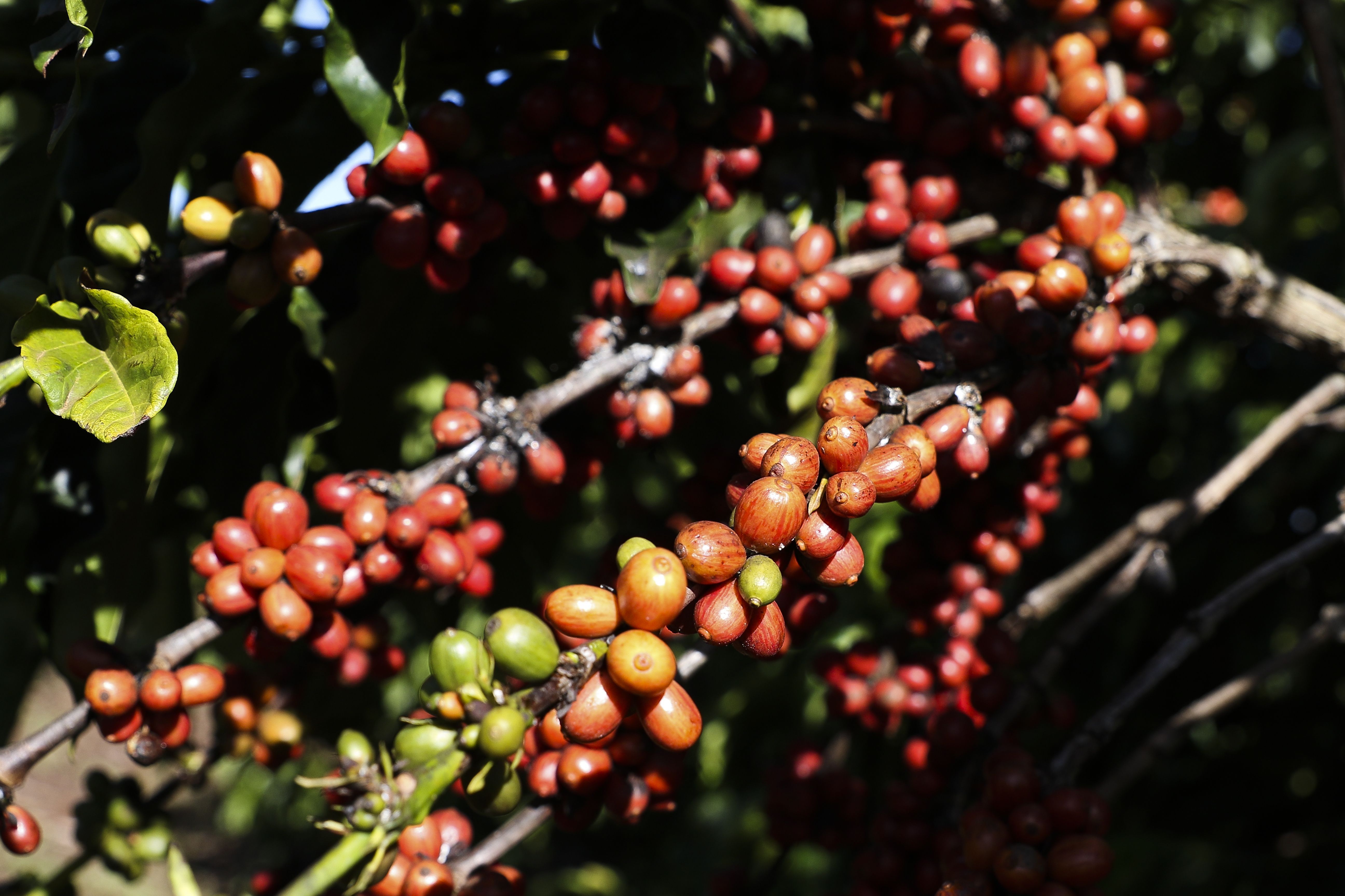 Plantação brasileira de Café