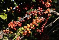 China manda indireta ao tarifaço e elogia "o queridíssimo café brasileiro"
