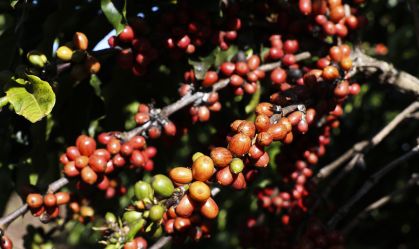 Países árabes almejam agro do Brasil em alternativa ao tarifaço dos EUA
