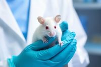 Metade dos ratos de laboratório não são quem cientistas pensam, diz estudo