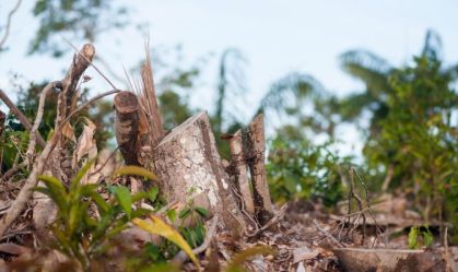 Desmatamento reduz 74% das chuvas e aumenta em 16% temperatura na Amazônia