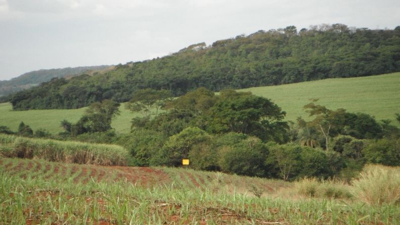 imagem de uma floresta