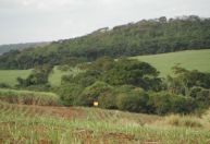 Áreas reflorestadas da Mata Atlântica não se integram à floresta nativa