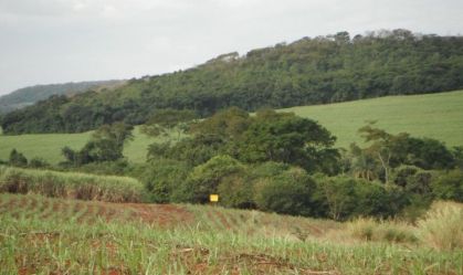 Áreas reflorestadas da Mata Atlântica não se integram à floresta nativa