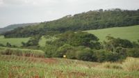 Áreas reflorestadas da Mata Atlântica não se integram à floresta nativa