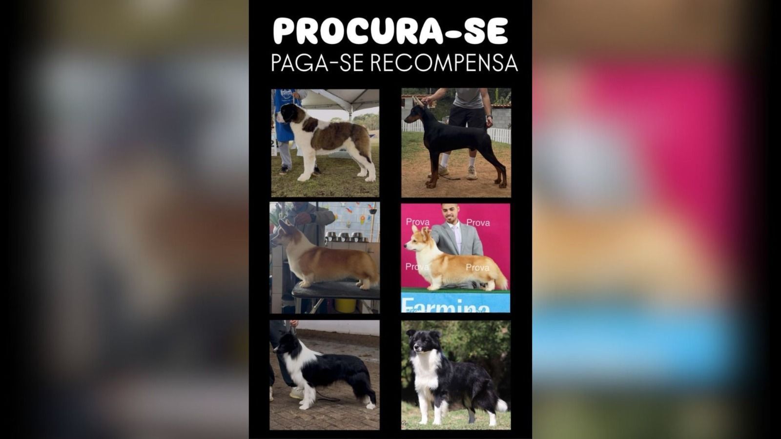 Imagem de destaque do post: Polícia investiga o roubo de seis cães de raça em Guarulhos