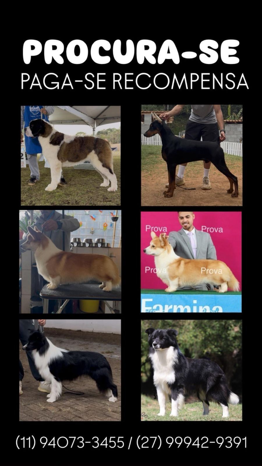 Animais roubados, canil divulga imagens • Reprodução Redes sociais / SSP