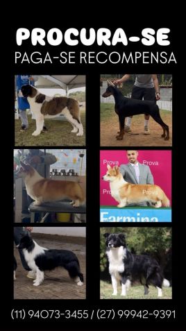 Animais roubados, canil divulga imagens • Reprodução Redes sociais / SSP