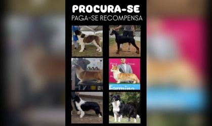 Polícia investiga o roubo de seis cães de raça em Guarulhos