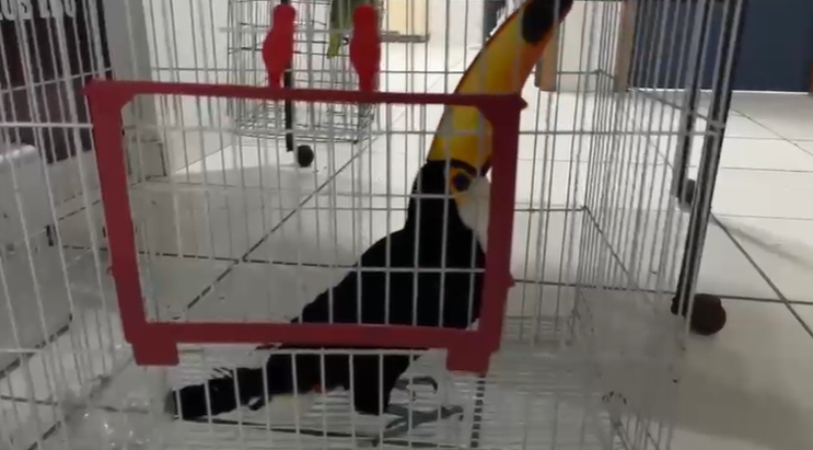 Tucano resgatado