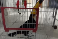 Quadrilha atuava há três décadas no tráfico de animais silvestres no RJ