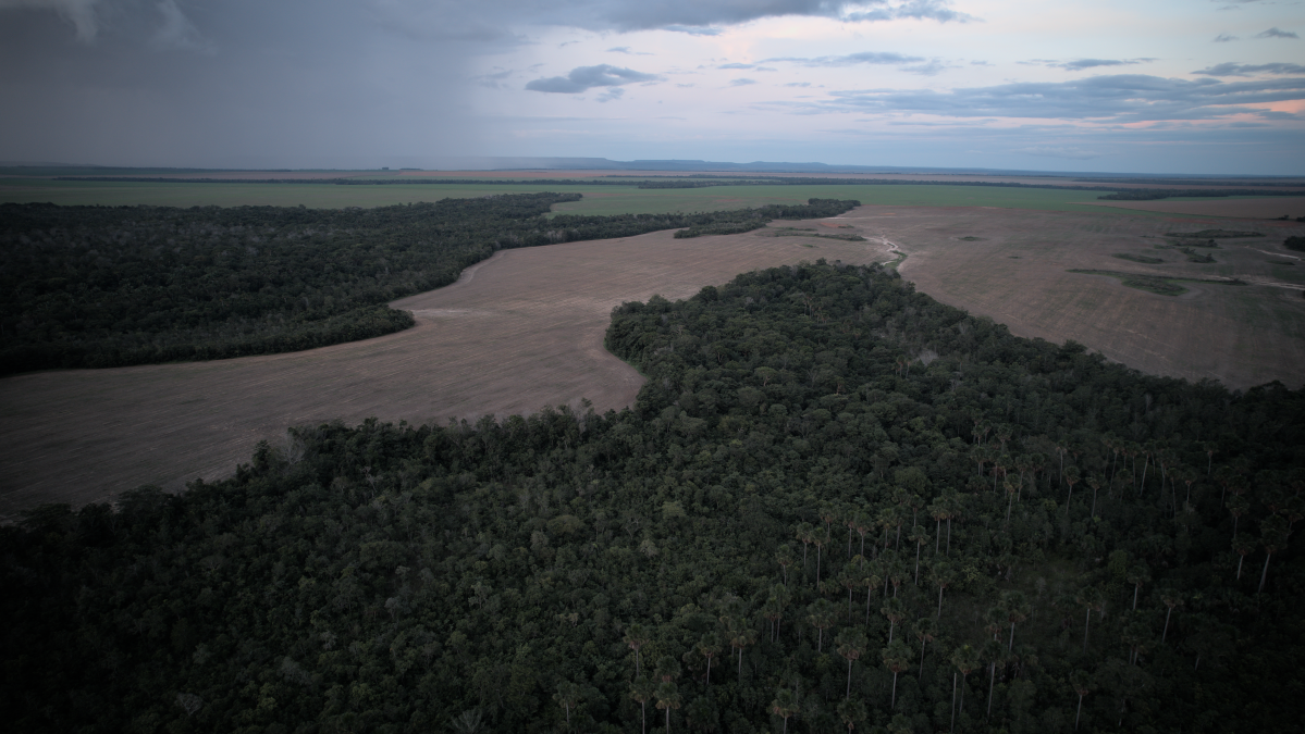 Pampa perde 21% das pastagens naturais em quatro décadas