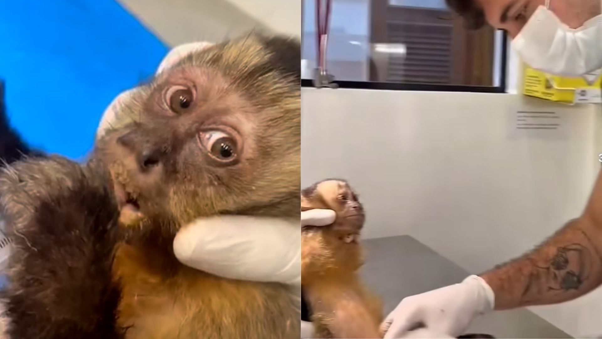 Macaquinha baleada