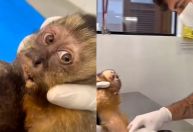 Morre no Rio macaca que ficou paraplégica após ser baleada