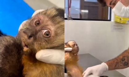 Morre no Rio macaca que ficou paraplégica após ser baleada