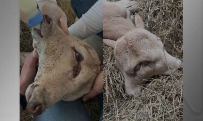 Bezerro siamês de SC: entenda condição que gera fenômeno