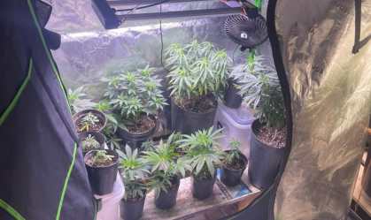 Estufas de maconha são descobertas dentro de apartamento em Salvador