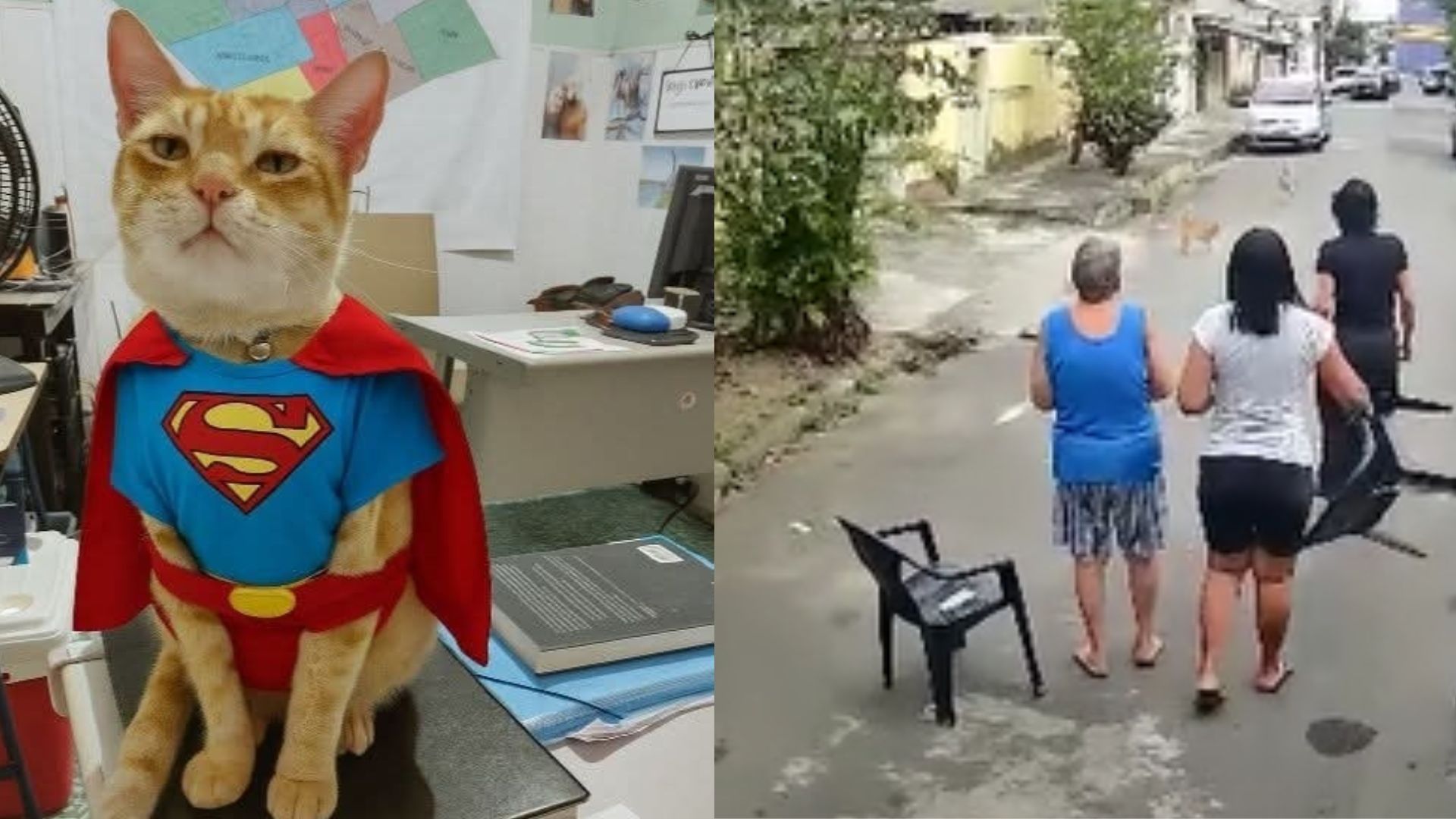 Gatinho heroi