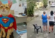 Vídeo mostra gato salvando idosa de ataque de pitbull no RJ