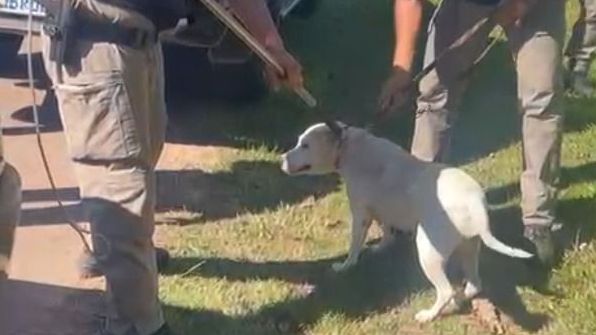 IDOSO MORRE PITBULL