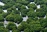 Filhote de onça-parda é encontrada morta próxima à rodovia em SP