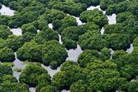 Filhote de onça-parda é encontrada morta próxima à rodovia em SP