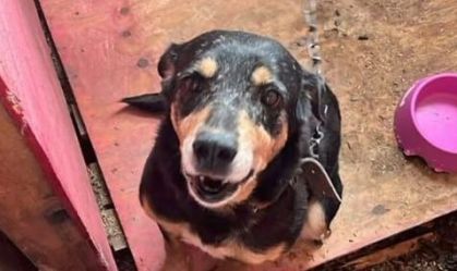 RS: Ex-secretária da causa animal é indiciada por abate de centenas de cães