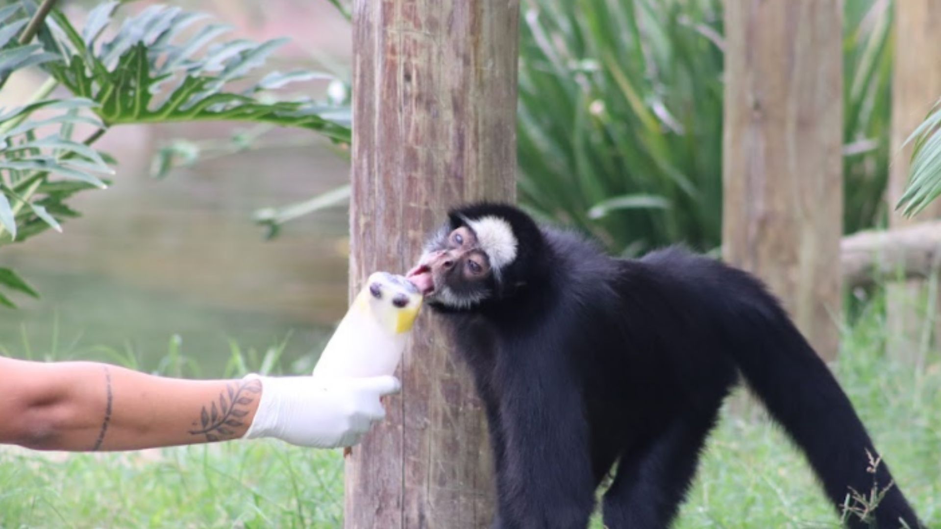 Macaco - aranha de testa brancaanca
