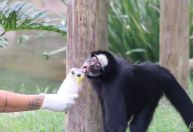Dia do Sorvete: animais recebem picolés especiais no RJ; veja imagens
